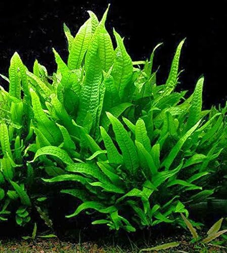 Potted Microsorum Plants - Java Fern | Live Freshwater Aquatic Plants for Aquariums and Terrariums - Low Light, Low Maintenance Plants. (Potted Microsorum Broad)