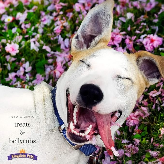 Filler Free Chicken Jerky & Sweet Potato Twists, Premium Treats for Dogs, 48-ounce bag