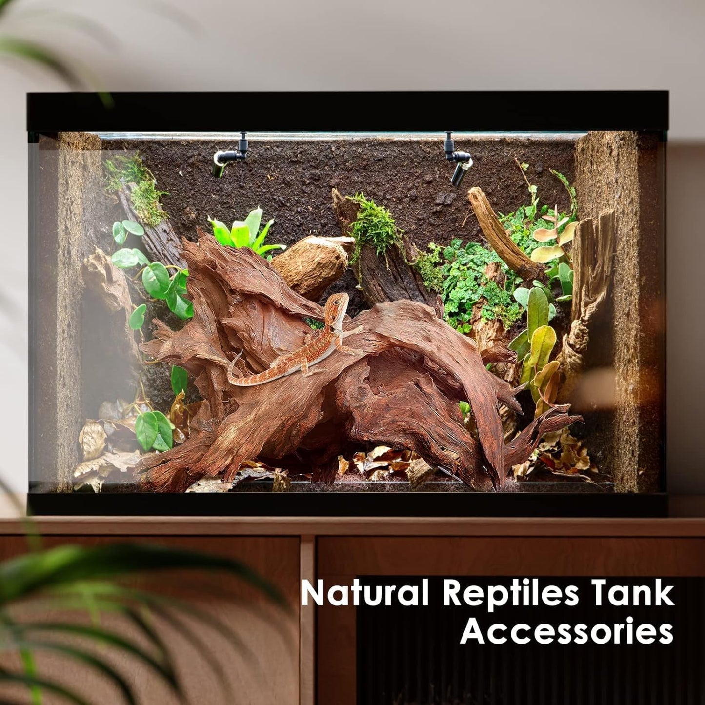 Natural Aquarium Driftwood for Fish Tanks & Reptile Terrariums – Safe Fish Tank Decorations, Unique Twisted Branches 2-Piece 10-14 Inch Low Tannin, Easy to Sink