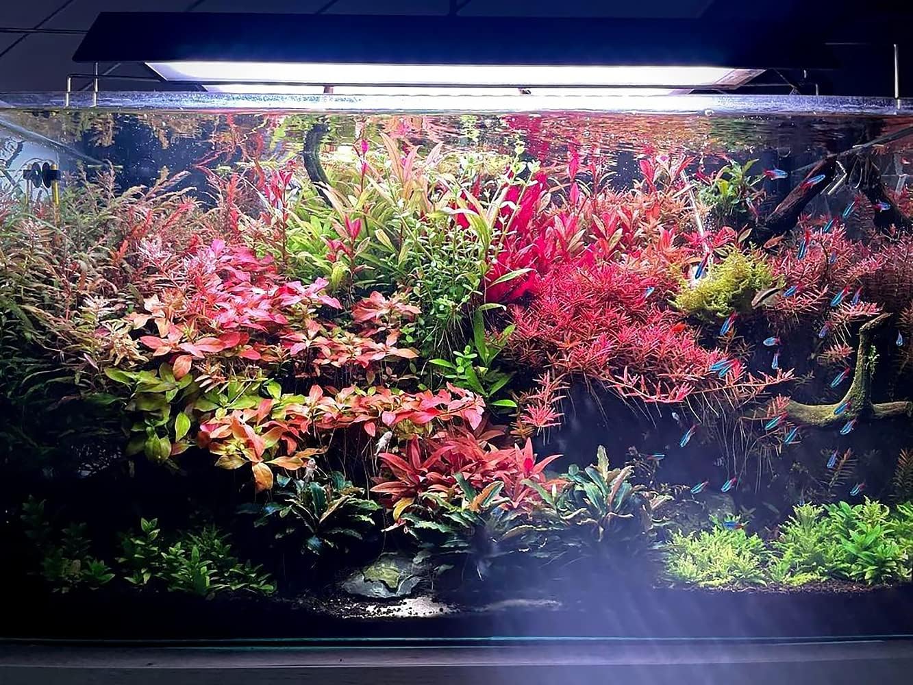 SubstrateSource Live Aquarium Red Stem Plants - Freshwater Aquatic Plant for Fish Tanks, Aquascaping - (Alternanthera Reineckii Rosanervig, 1 Bunch)