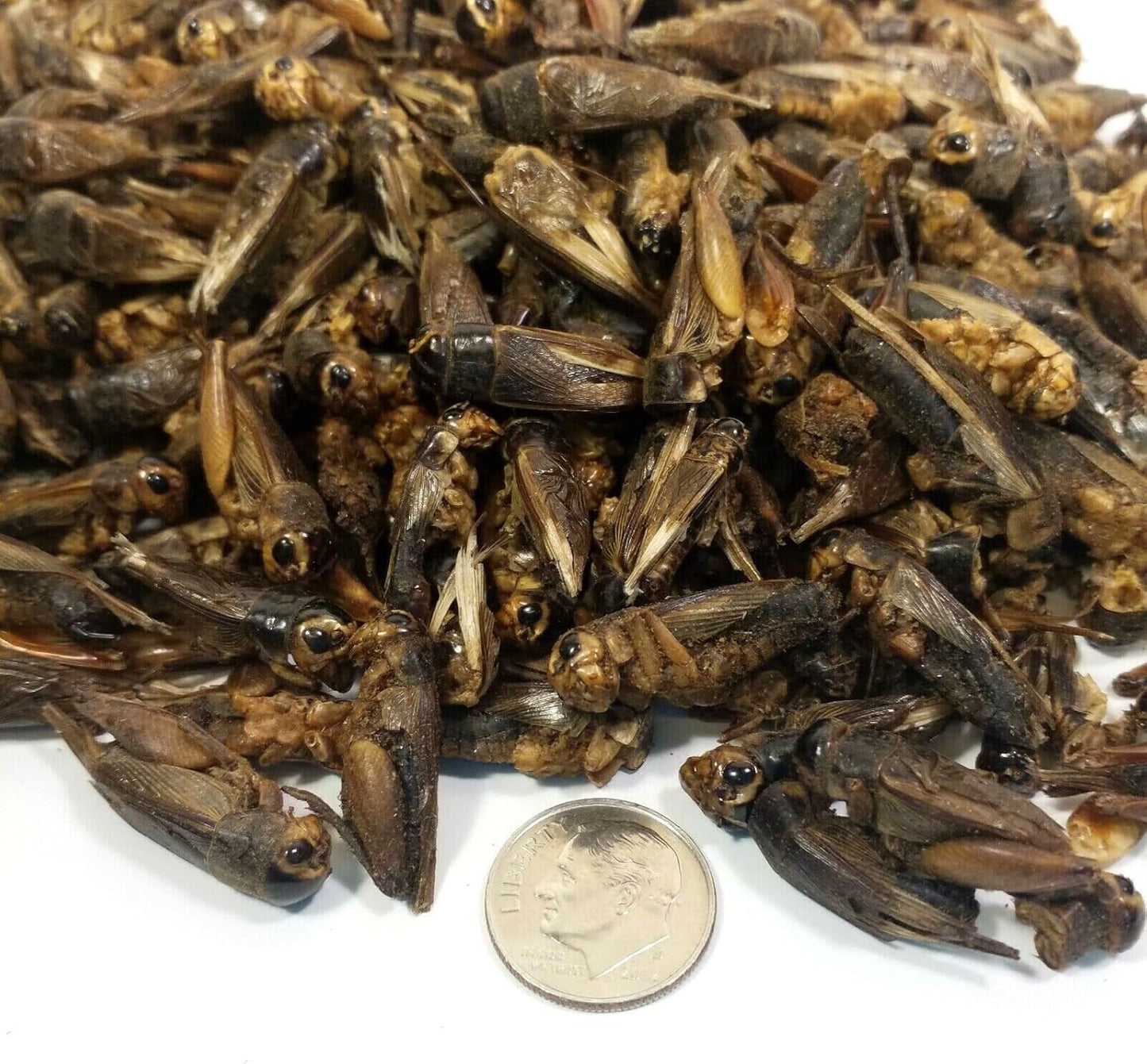 Aquatic Foods Inc. Crickets - Freeze Dried Crickets for Tropical Fish, Reptiles, Turtles, Tortoises Frogs, Hamsters, Birds, Rodents…2oz Small Jar