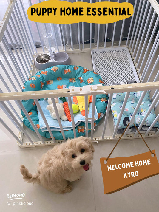 Welcoming a New Pet: The Essential Starter Kit You’ll Need