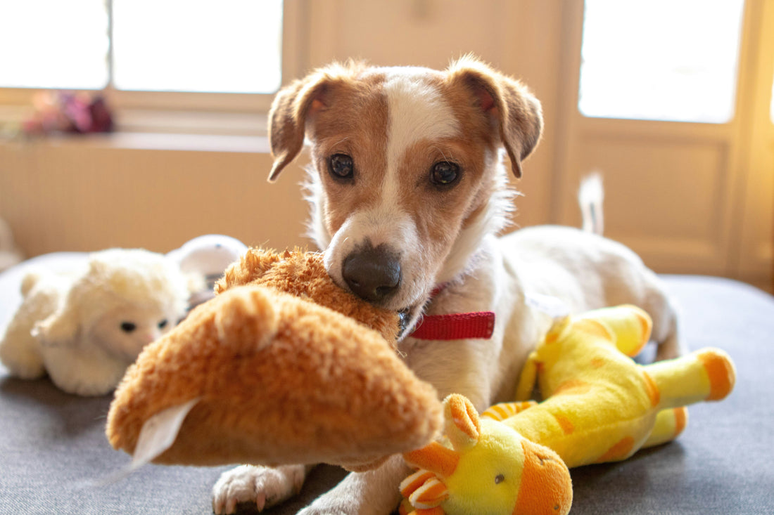 8 Best Toys to Reduce Stress in Dogs & Cats