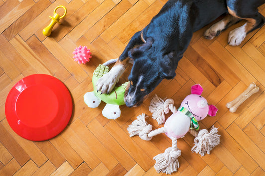 5 Fun Pet Product Tips for a Joyful Day with Your Pet