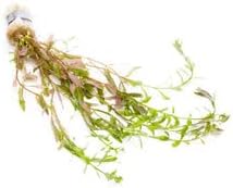 SubstrateSource Live Aquarium Stem Plants - Freshwater Aquatic Plant for Fish Tanks, Aquascaping - (Rotala Ceylon, 1 Bunch)