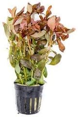 SubstrateSource Live Aquarium Red Stem Plants - Freshwater Aquatic Plant for Fish Tanks, Aquascaping - (Cabomba Piauhyensis Red, 1 Bunch)