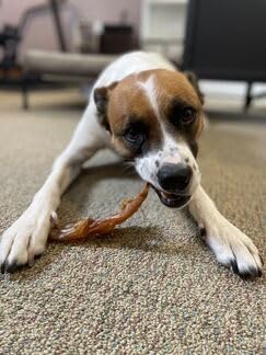 Pupford Thick Beef Tendon Chews for Dogs & Puppies, All-Natural Dog Chew with Glucosamine for Joint Health, Long-Lasting Toy, Great for Teething (3 Count)