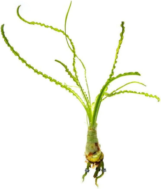 SubstrateSource Crinum Calamistratum Live Aquarium Plant – African Onion Plant, Slow-Growing Freshwater Aquatic w/Curly Green Leaves for Planted Tanks, Background or Midground Tank Placement - Bulb