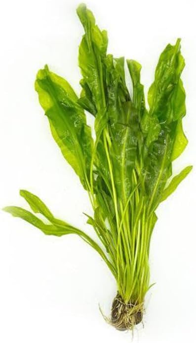 SubstrateSource Live Plants – Aponogeton Ulvaceus (Aponogeton ulvaceus) – Medium to High Light, Bright Green Color Accent, Midground to Background Placement, Wavy Leaf – Bulb/Bunch, 1 Pack