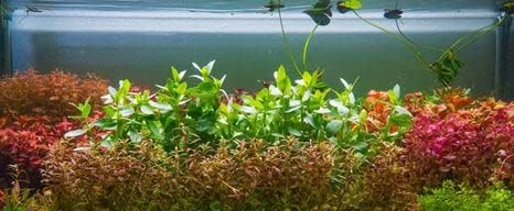 SubstrateSource Live Aquarium Stem Plants - Freshwater Aquatic Plant for Fish Tanks, Aquascaping - (Needle Leaf Ludwigia Arcuata, 4 Bunches)
