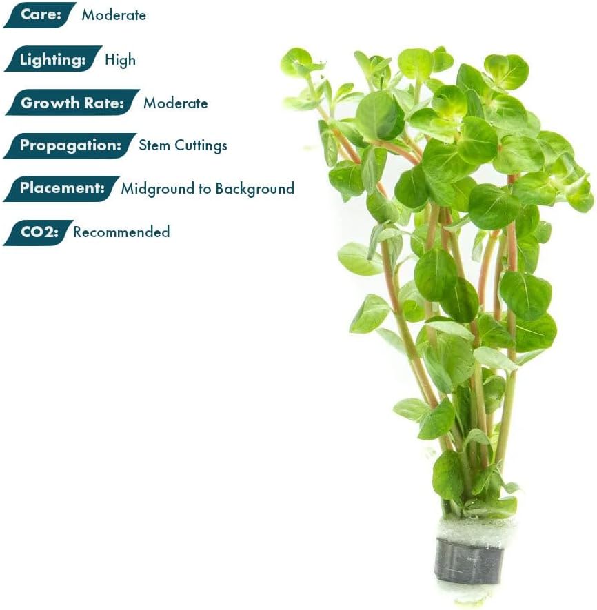 SubstrateSource Live Plant - Rotala Fujian - Moderate Care, High Light, Orange-Pink Accent, Freshwater Aquatic Plant for Aquascaping - Lead Bunch