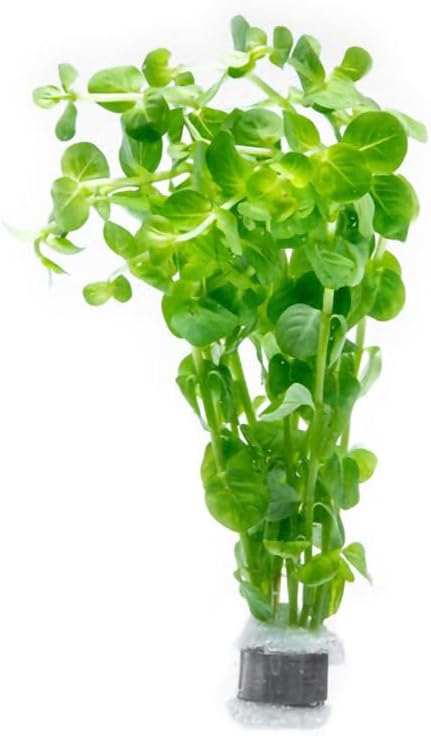 SubstrateSource Live Plant - Rotala Indica Green - Easy Care, Moderate Light, Bright Green Accent, Freshwater Aquatic Plant for Aquascaping - Lead Bunch