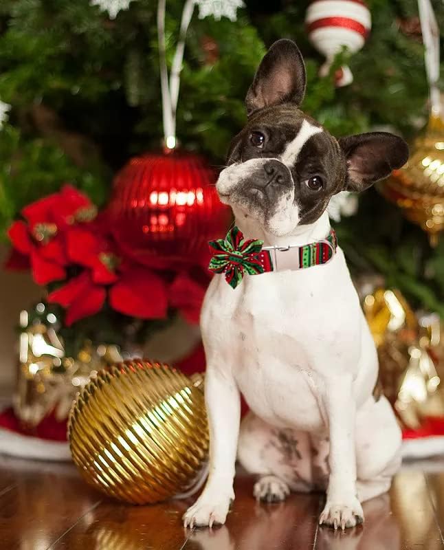 Lionet Paws Christmas Dog Collar with Flower, Dog Flower Collar with Metal Buckle for Dogs, Adjustable Comfortable Dog Collar Girl Gift, M, Neck 13.5-22 in
