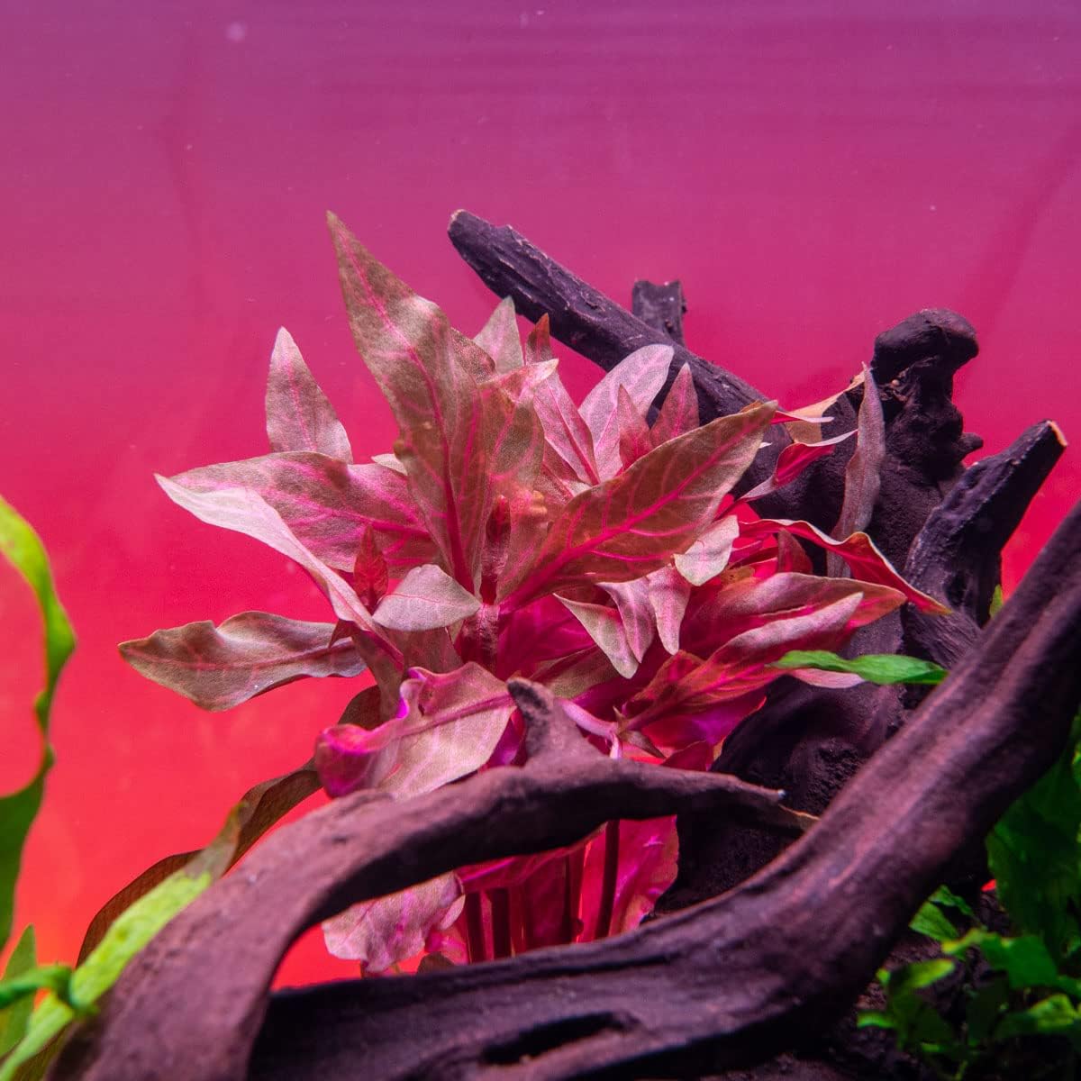SubstrateSource Live Aquarium Red Stem Plants - Freshwater Aquatic Plant for Fish Tanks, Aquascaping - (Alternanthera Reineckii Rosanervig, 1 Bunch)