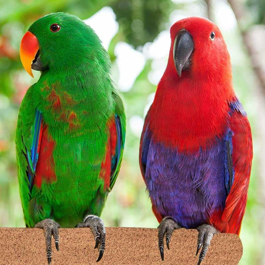 Super Bird Creations SB1153 Sure-Grip Grooming Perch Large, Medium/Large Bird Size - Enriches Beak and Foot Health - Ideal for Parrots Parakeets Quakers -Large Bird Size, 1 1/4" diam x 12" (Large)