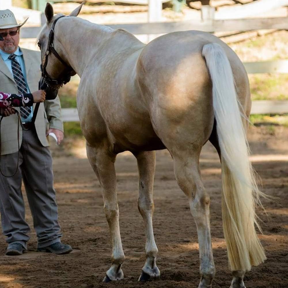 Horse Tail Extensions with Braided Horsehair Loop, Blunt Cut Bottom, 34-36 inches Long and 1 lb Weight (Palomino)