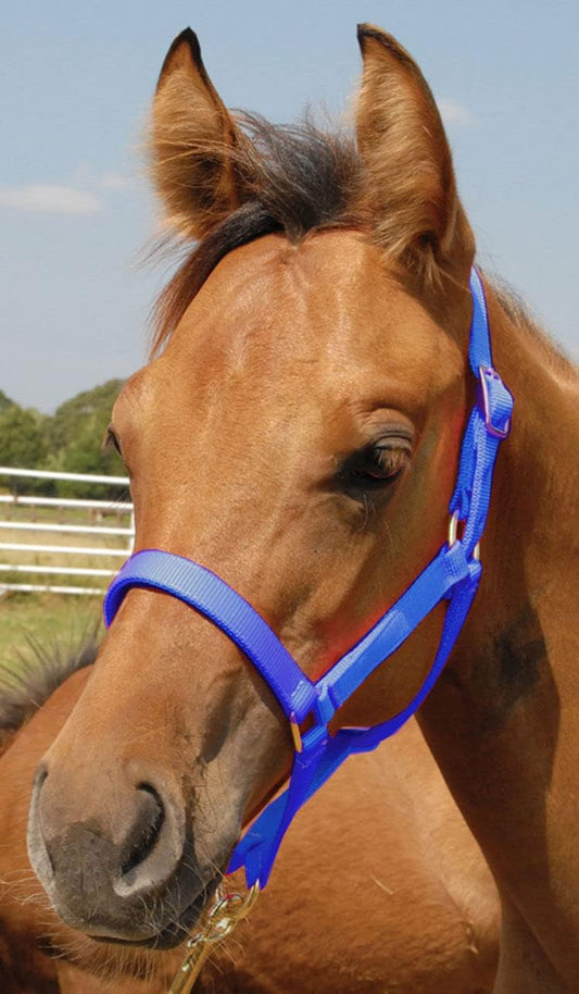 Jeffers Pony Halters, Under 300 lb