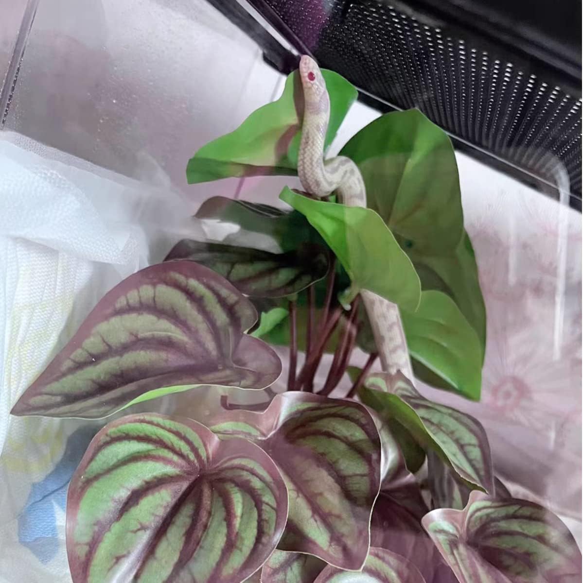 Reptile Plants for Terrarium Decor,Amphibian Habitat Decor,Artificial Plants for Gecko Chameleon Snake Tortoise Tank Accessories with Base (red Watermelon peperomia)