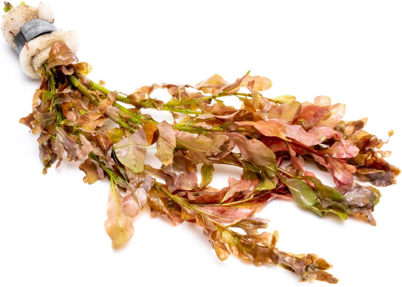 SubstrateSource Live Aquarium Stem Plants - Freshwater Aquatic Plant for Fish Tanks, Aquascaping - (Needle Leaf Ludwigia Arcuata, 1 Bunch)