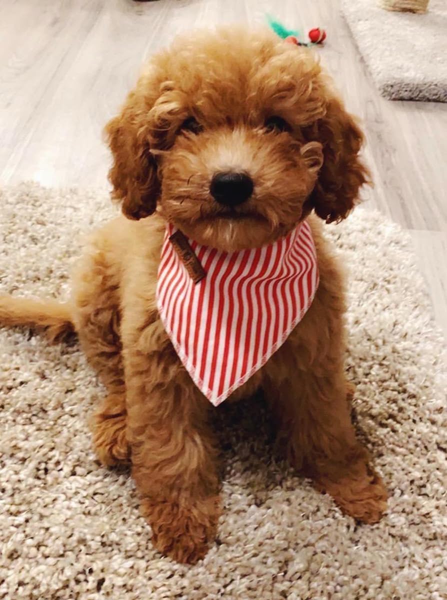 Lionet Paws Dog Bandana for Small Medium Large Dogs, Cat Dogs Kerchief Triangle Bibs Scarf for Girl or Boy