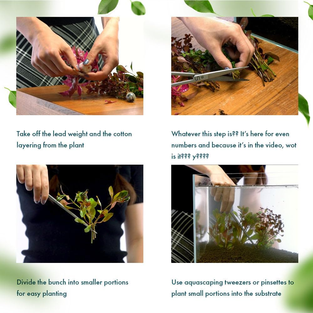 SubstrateSource Live Plant - Rotala Indica Green - Easy Care, Moderate Light, Bright Green Accent, Freshwater Aquatic Plant for Aquascaping - Lead Bunch