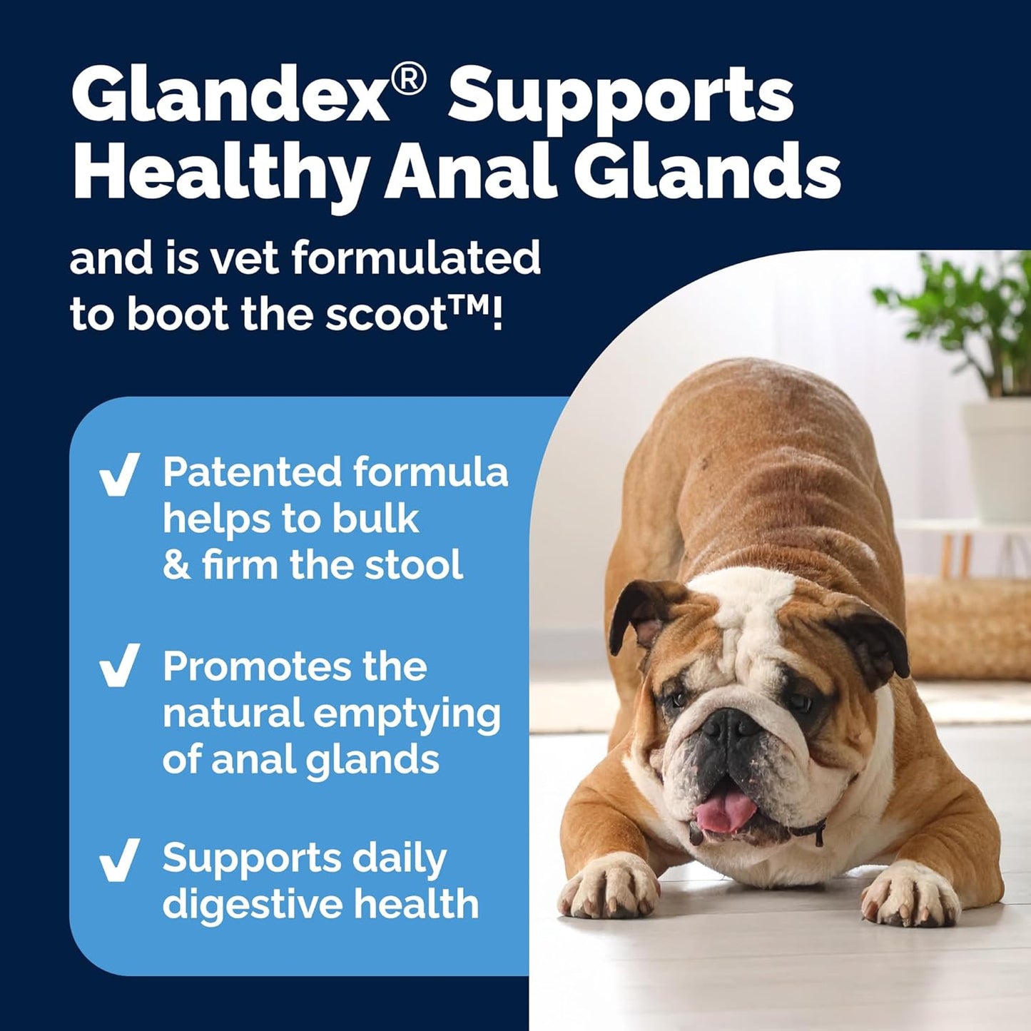 Glandex Dog Fiber Supplement Powder for Anal Glands with Pumpkin, Digestive Enzymes & Probiotics - Vet Recommended (Regular or Advanced Strength) - Boot The Scoot (5.5oz Powder, Beef Liver)