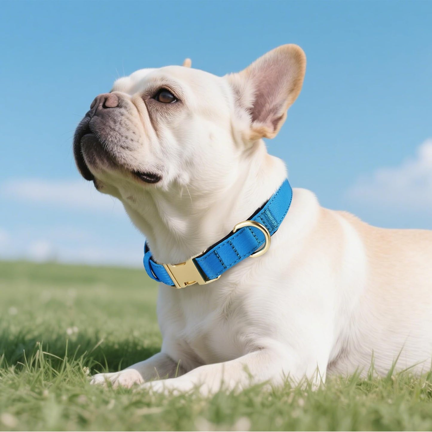 Didog Soft Padded Dog Collar for Large Dogs, Colorful and Durable Pet Collar with Quick Release Buckle, Light and Breathable for Daily Walking, Blue, L