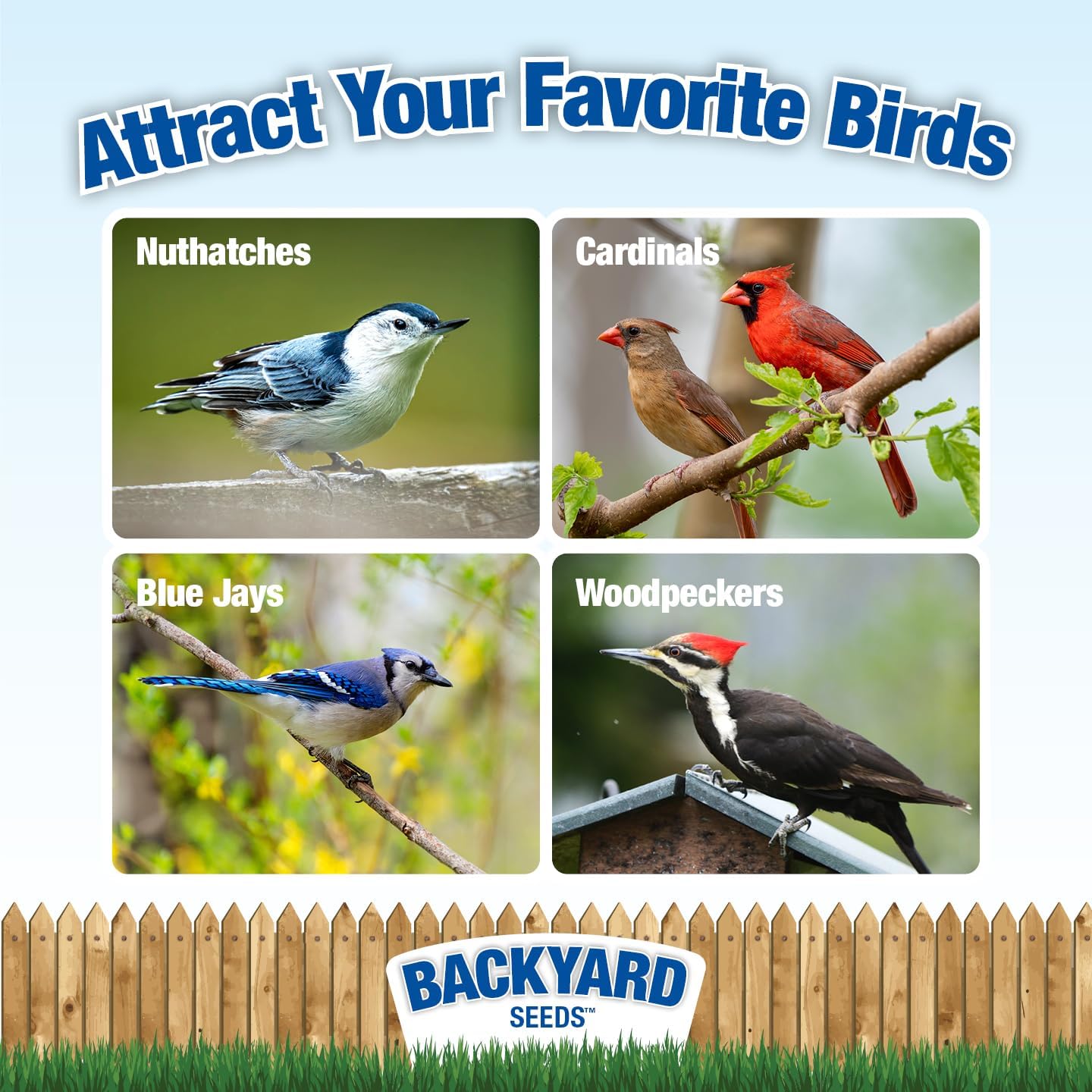 Backyard Seeds Shelled Whole Peanuts for Woodpeckers, Birds, Squirrels & Wildlife – Premium Wild Animal Food - No Skins, No Waste (20 Pounds)