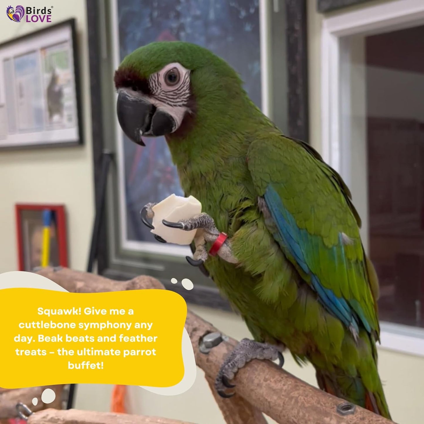 Birds LOVE 7.5" to 8" Natural Cuttlebone for Birds, Tortoises, Snails & Crabs (1 Pack) – 100% Pure Sun-Dried Cuddlebone Calcium Supplement to Support Beak & Shell Health