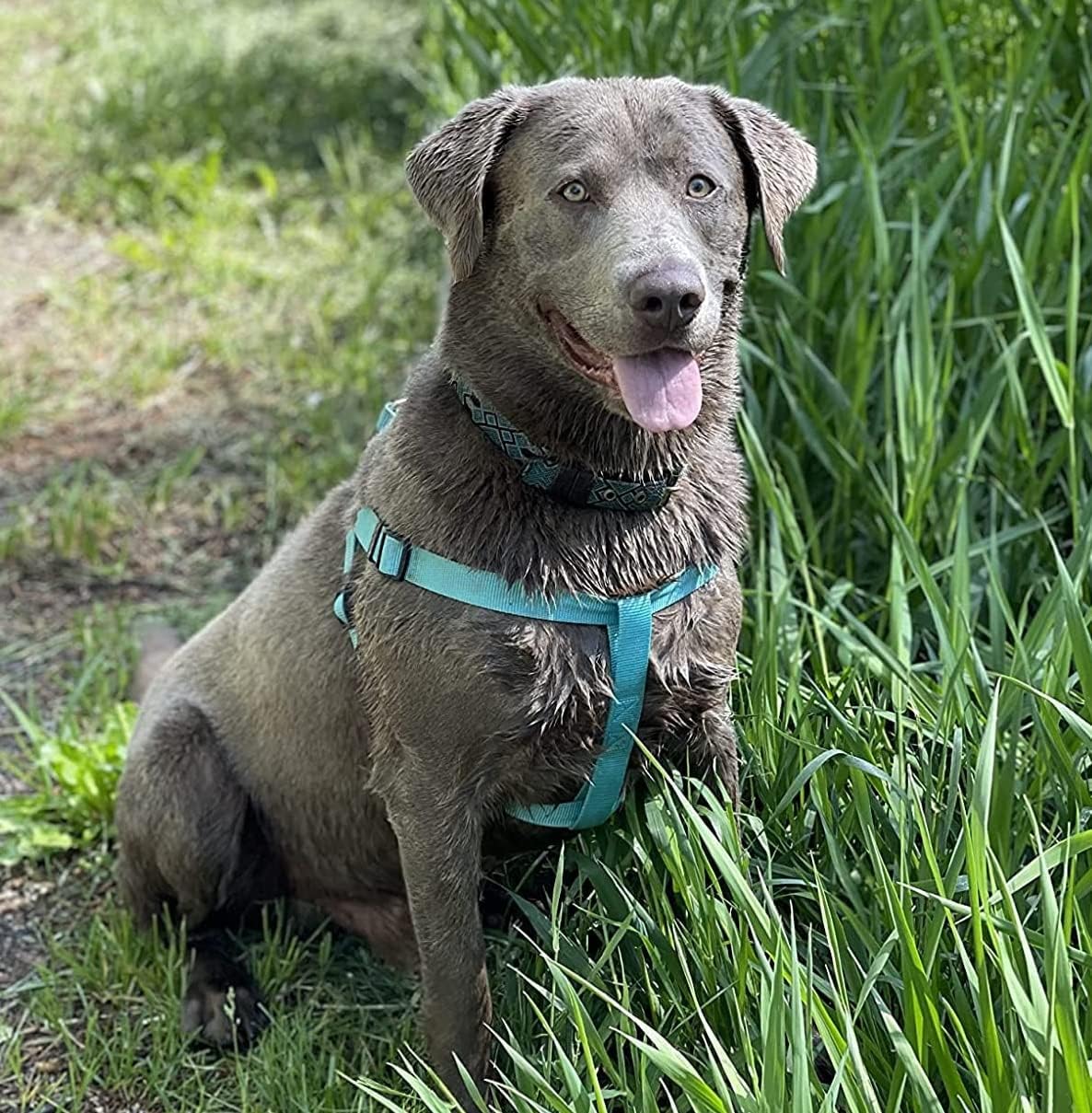 PUPTECK No Pull Dog Harness Soft Adjustable Basic Nylon Step in Puppy Vest Outdoor Walking with ID Tag