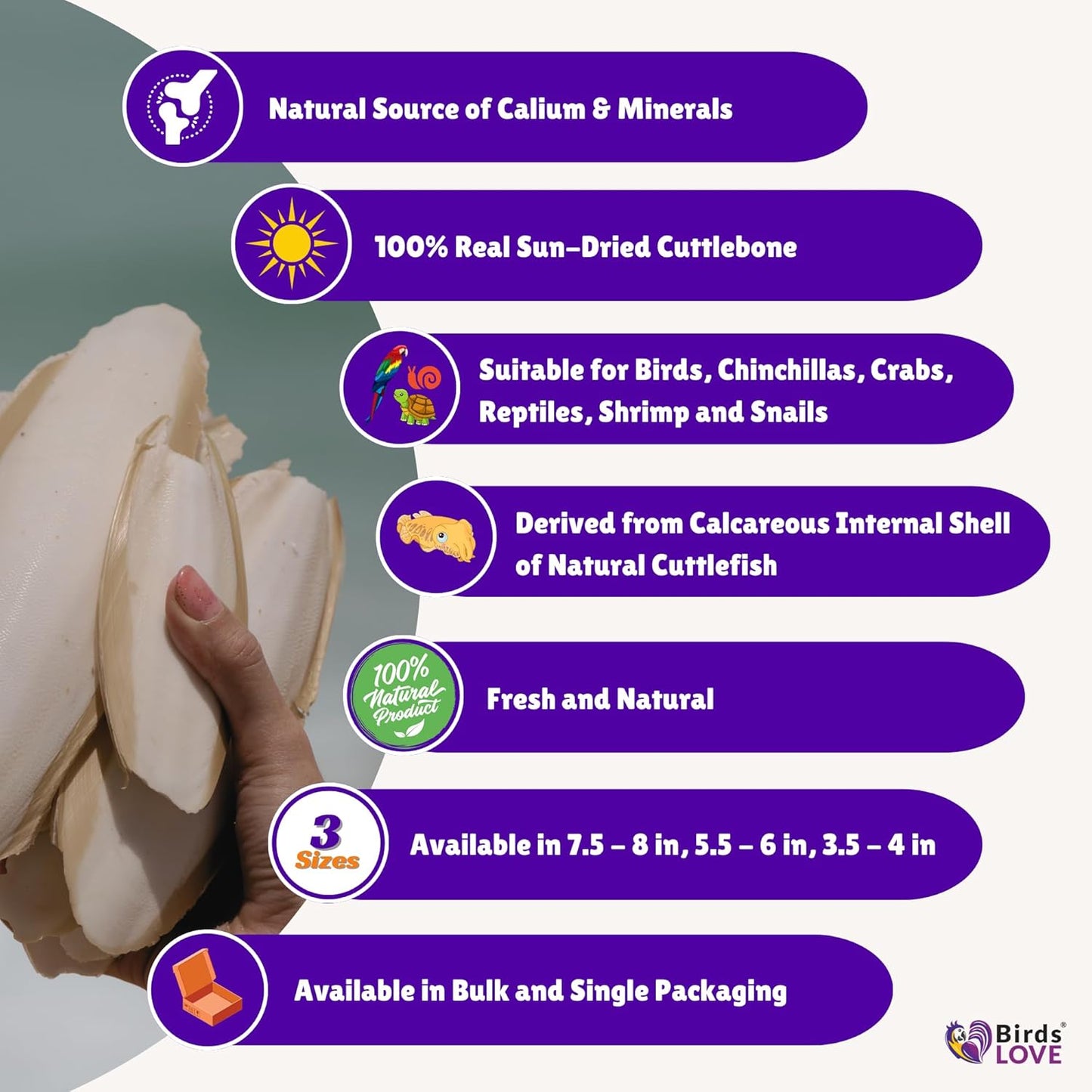 Birds LOVE 7.5" to 8" Natural Cuttlebone for Birds, Tortoises, Snails & Crabs (1 Pack) – 100% Pure Sun-Dried Cuddlebone Calcium Supplement to Support Beak & Shell Health