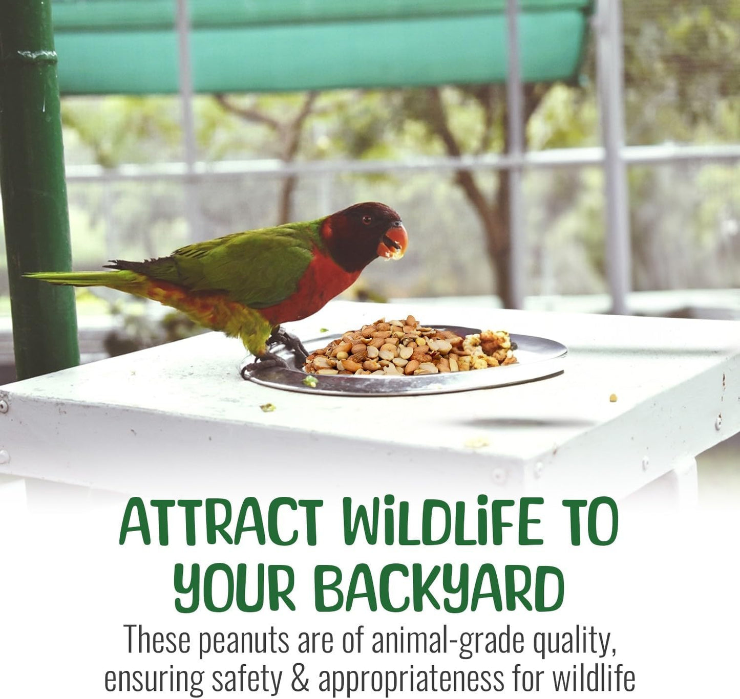 Premium Quality Raw Out of Shell Peanuts - 3 Pound - Shelled Peanuts for Birds – Wildlife Quality - Food for Squirrels, Deer, Birds, and Other Wildlife Animals – Grown in The USA