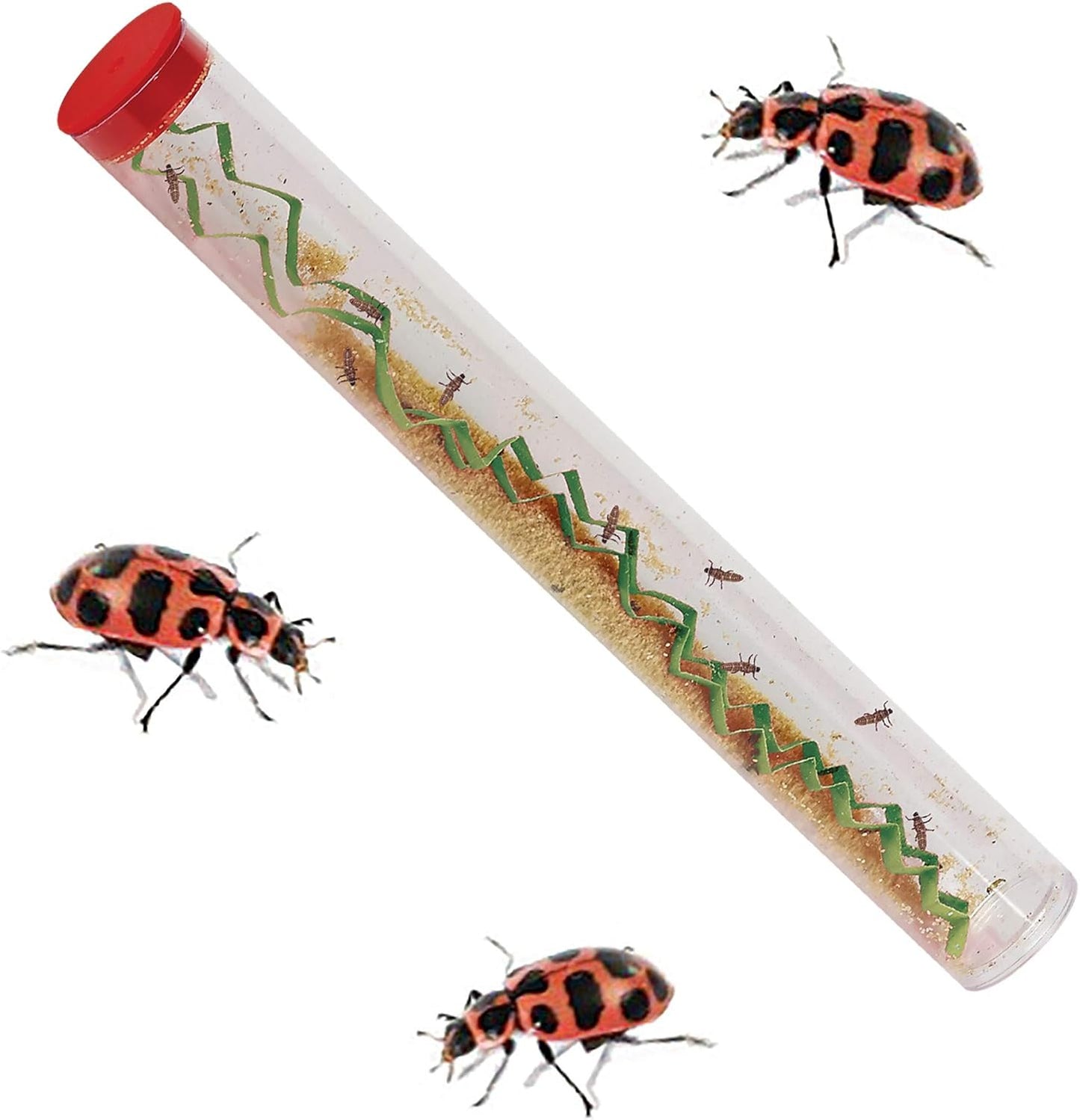Insect Lore Live Ladybug Growing Kit | Ladybug Land Habitat | 10-15 Live Pink Spotted Ladybug Larvae Included