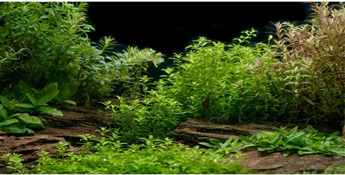 AWERT Aquarium Background River Bed & Lake Aquatic Plant Fish Tank Background Vinyl 24x12 inches