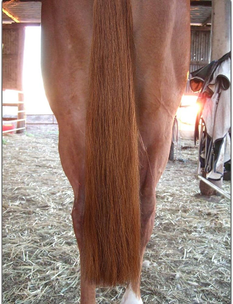 Horse Tail Extensions with Braided Horsehair Loop, Blunt Cut Bottom, 28-30 inches Long and 3/8 lb Weight