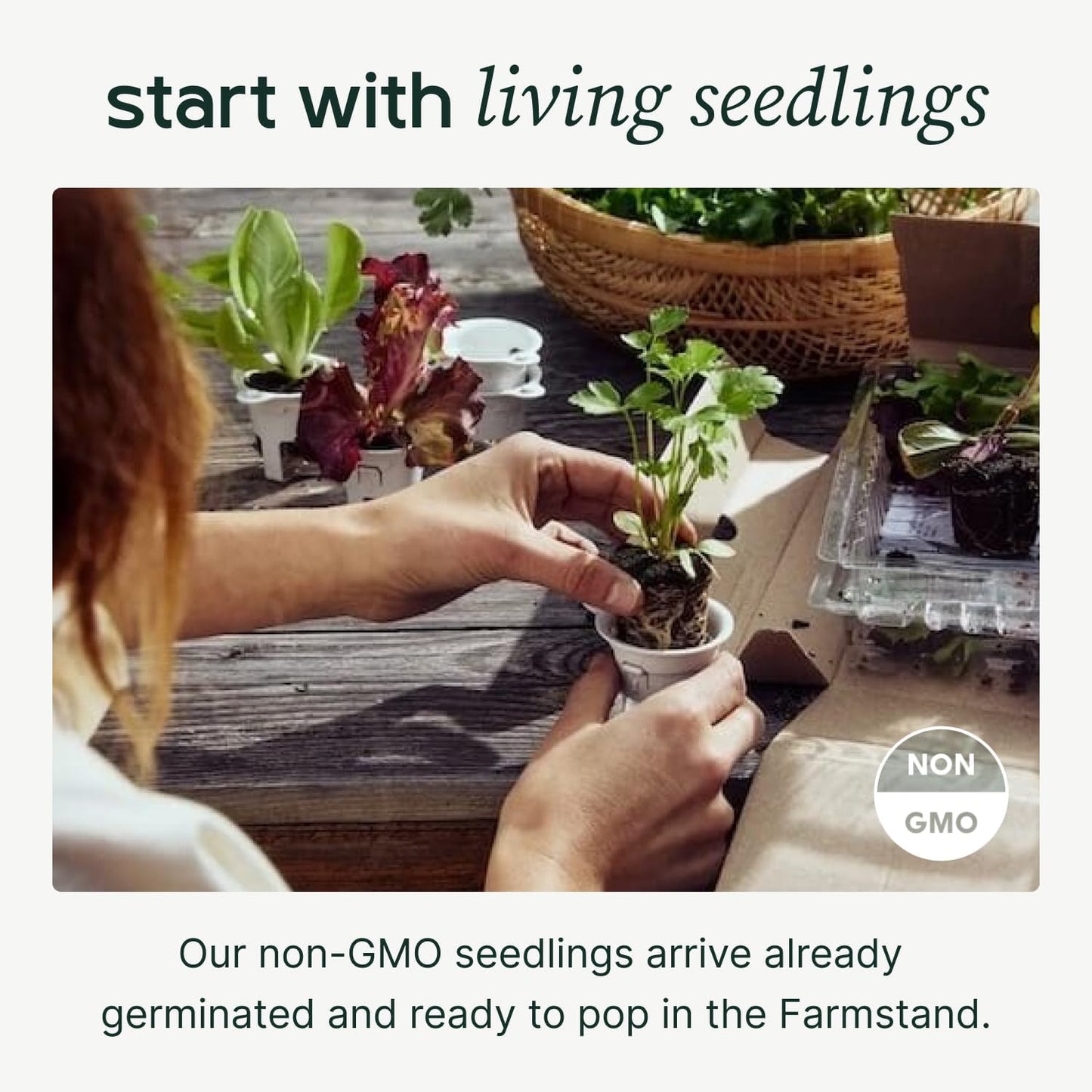 Farmstand Starter Kit with Glow Rings and 36 Seedling Credits | Large Hydroponic Growing System Kit | Vertical Garden Planter Tower | 6ft 7in Tall