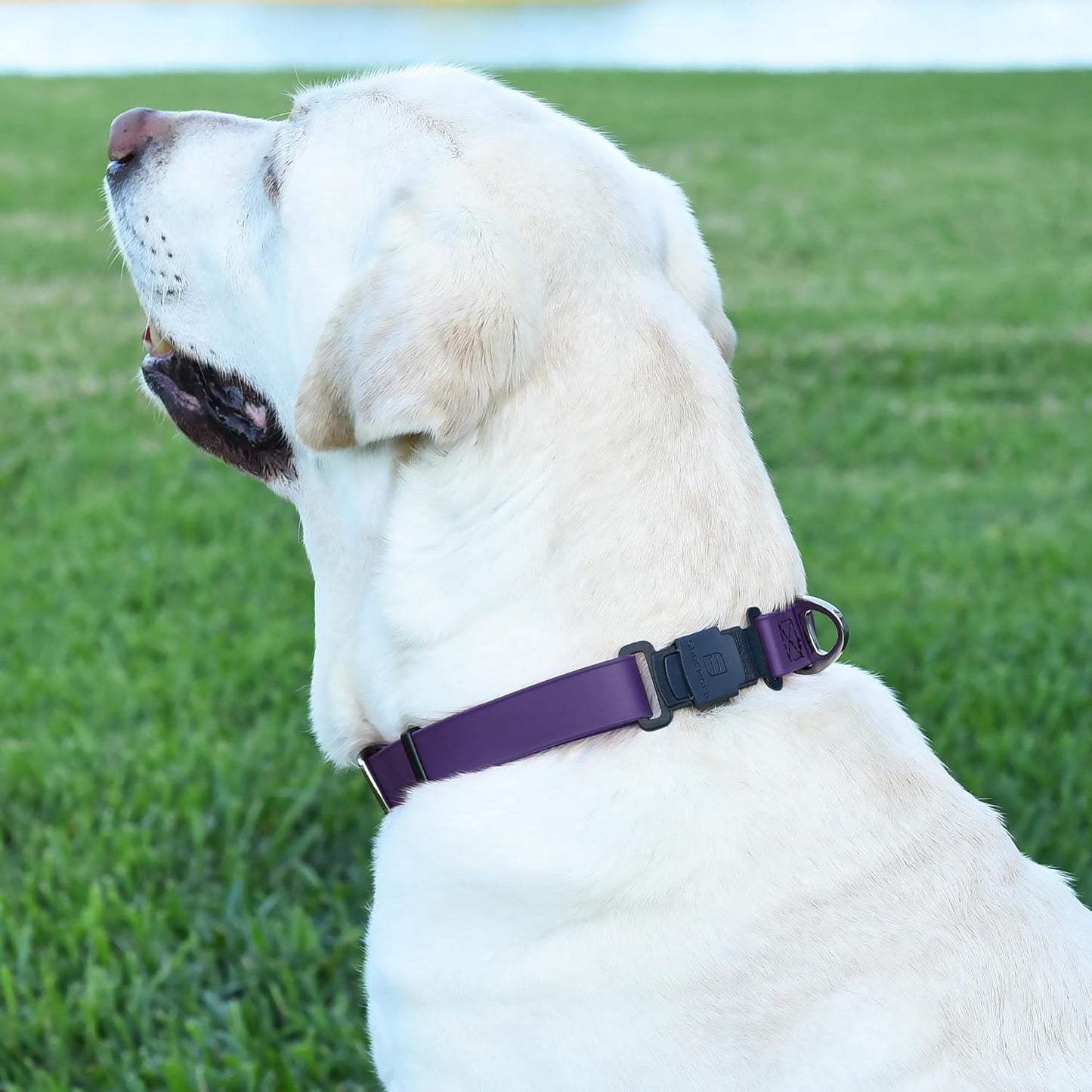 Dogline Biothane Waterproof Dog Collar with Herm Sprenger Stainless Steel Quick Release Buckle – Heavy Duty Tactical Durable Collar for Dogs – Comfortable and Safe Pet Collar, W 3/4" L 12-19", Purple