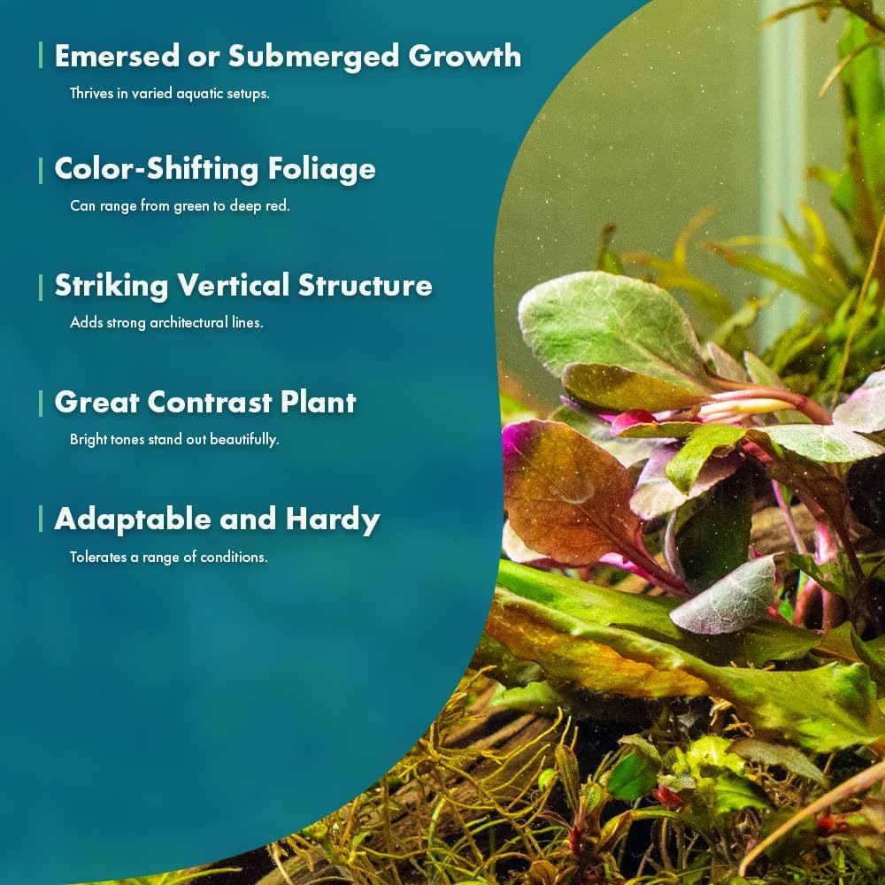 SubstrateSource Live Plants - Cardinal Flower (Lobelia cardinalis) - Moderate to High Light Aquarium Display, Bright Green Accent, Midground Placement for Aquascaping, Stem Aquatic Plant - Pot