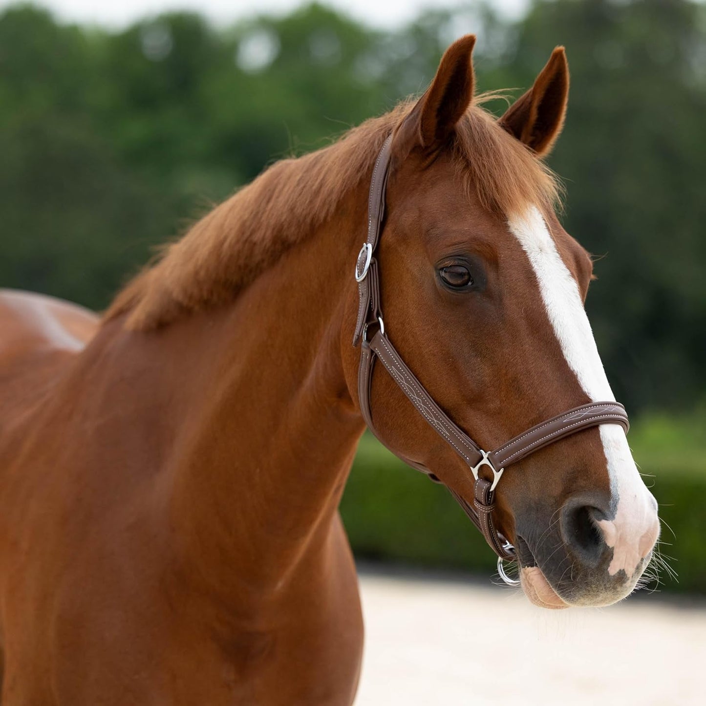 HORZE Warren Soft Adjustable Genuine Leather Horse Halter | Stainless Steel Hardware - Light Brown - Cob