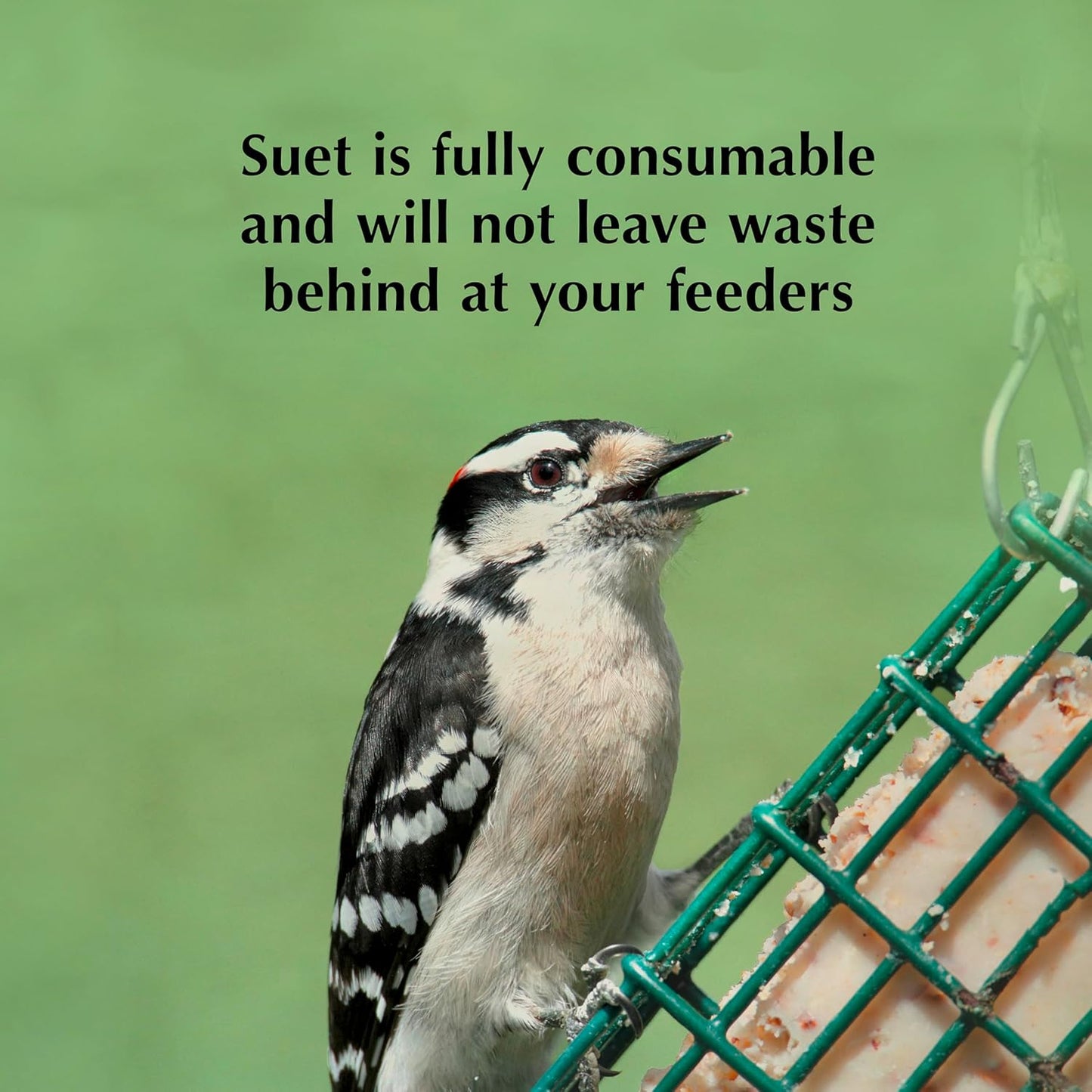 C&S Orange Delight No Melt Suet Dough 11.75 Ounces 8 Pack