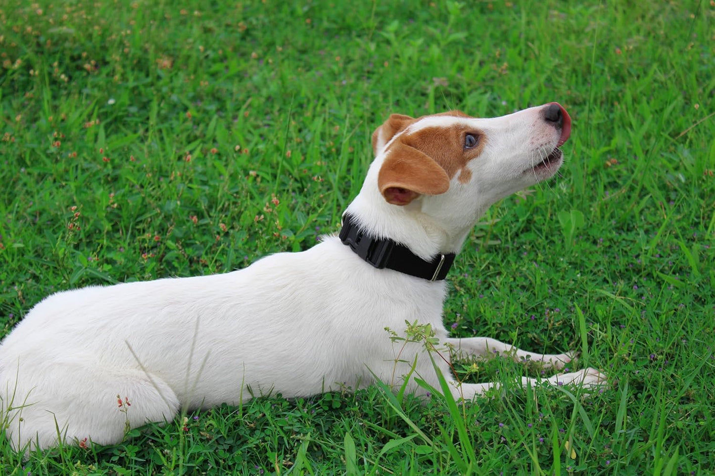 Mikivery Nylon Dog Collar with Quick Release Buckle Soft Adjustable Sturdy for Small Medium Large Dogs Black,M