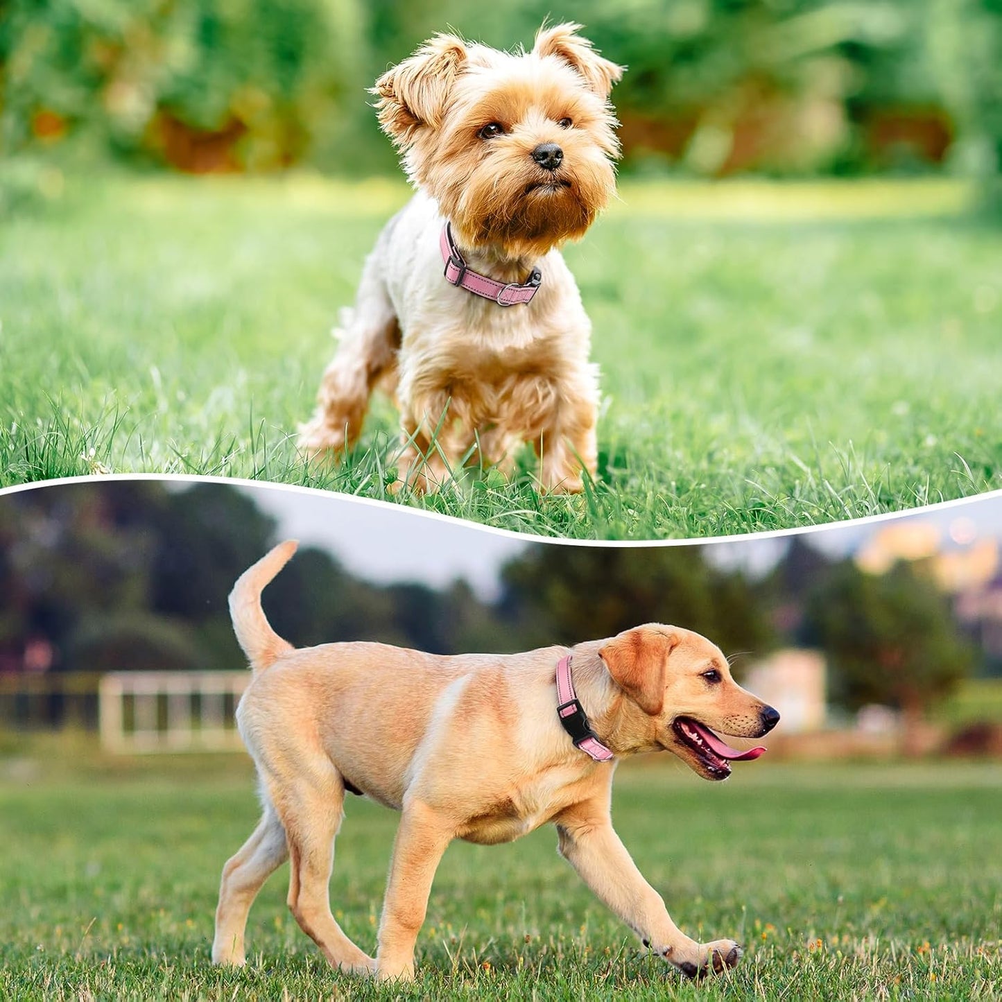 Reflective Dog Collar Padded with Soft Neoprene Breathable Quick Release Basic Dog Collars for Large Dogs Pink Girl