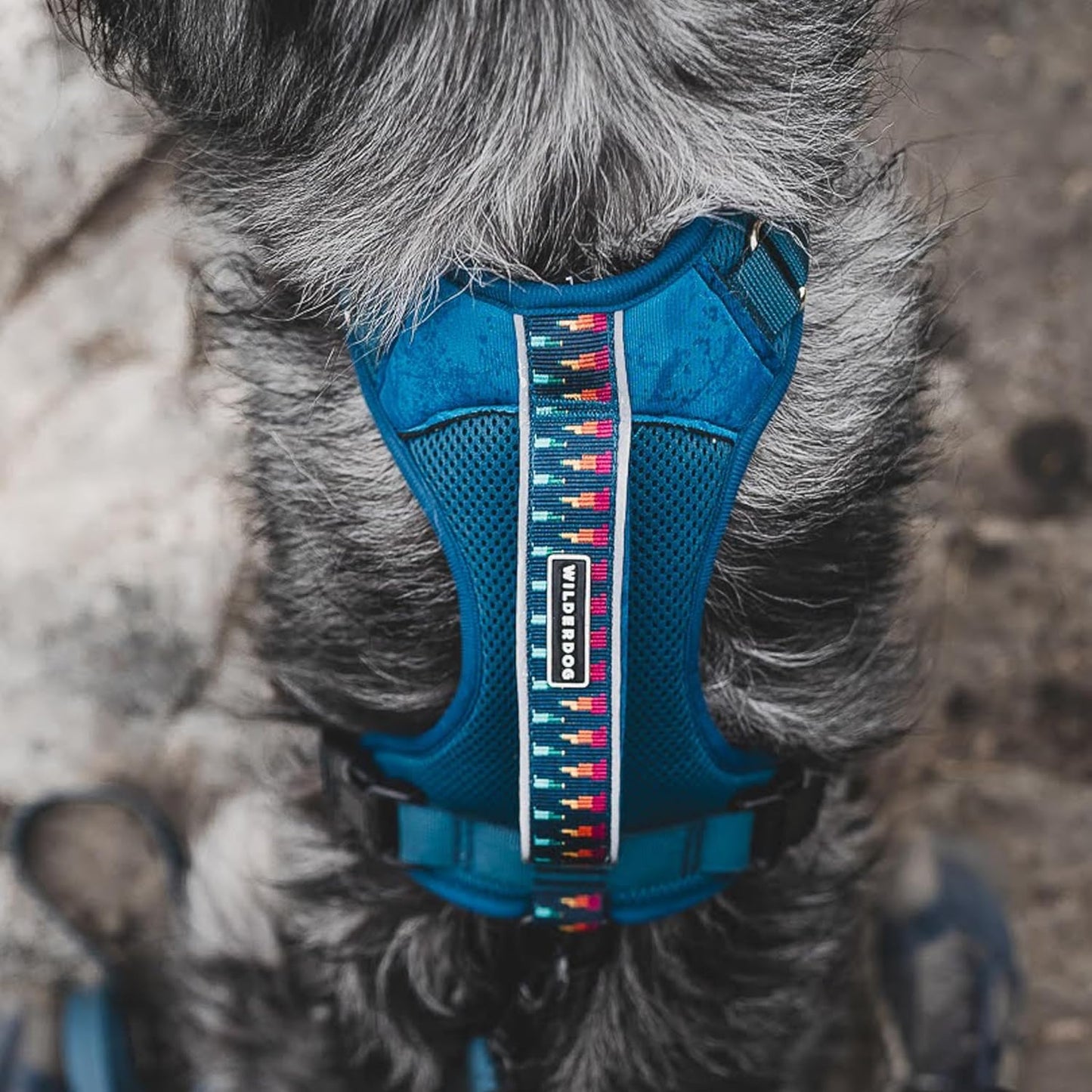 Wilderdog Lightweight Dog Harness with Reflective Straps - Medium - Pacific Blue