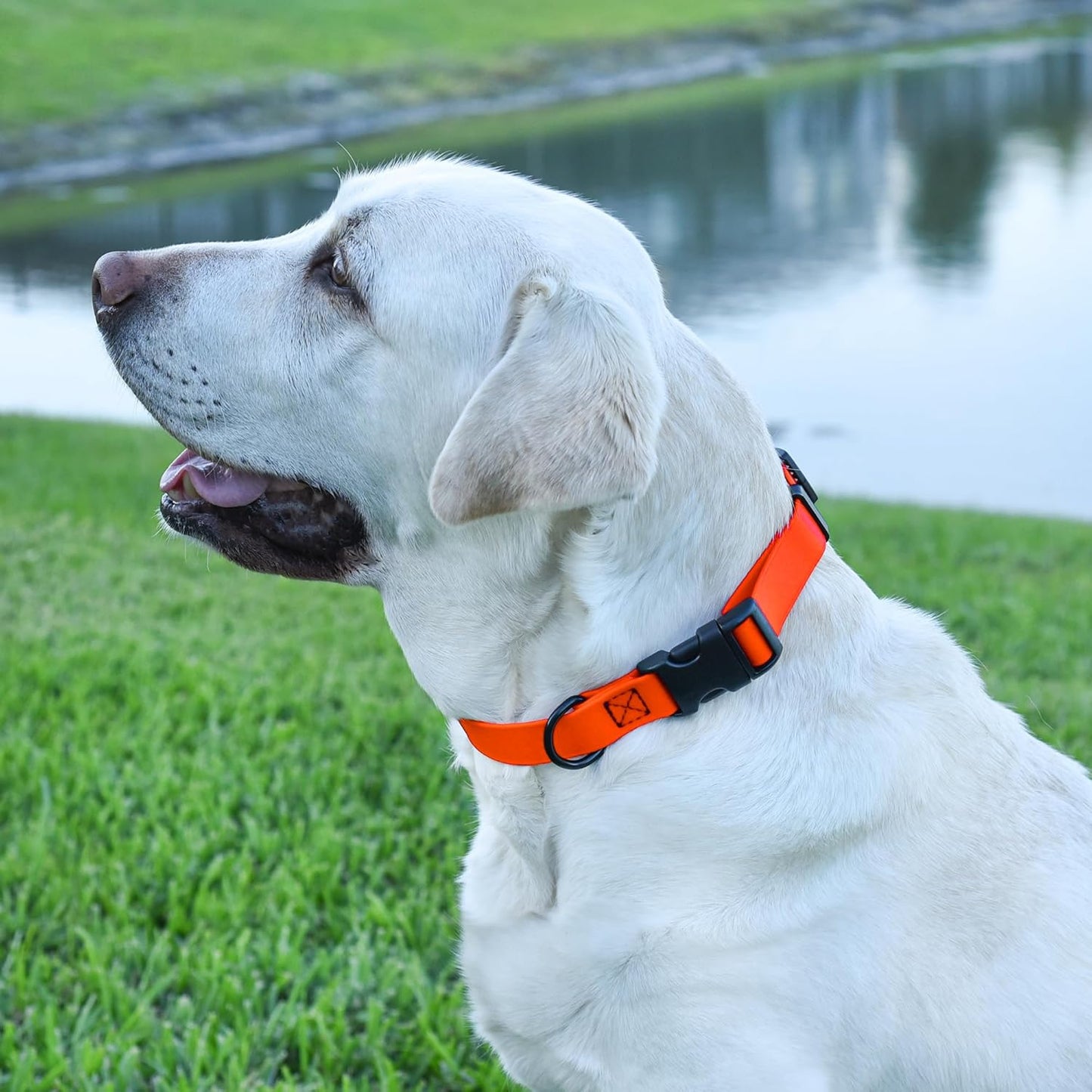 Dogline Biothane Waterproof Dog Collar with Quick Release Buckle Strong Coated Nylon Webbing with Odor- Proof for Easy Care Easy to Clean Fits Small Medium or Large Dogs, Orange 3/4" W 12-19" L