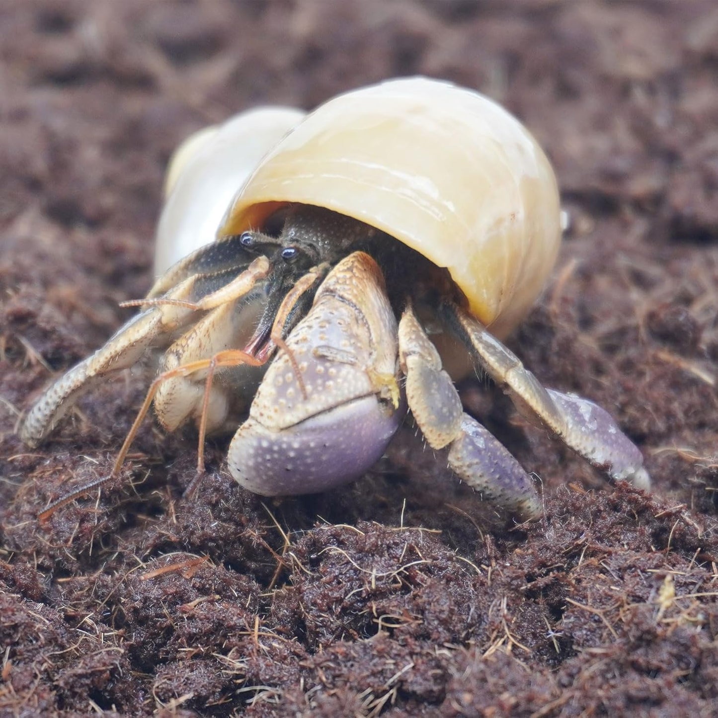 15oz Coco Coir Brick for Hermit Crab, Great Coconut Fiber for Sand Blends, Hermit Crab Accessories