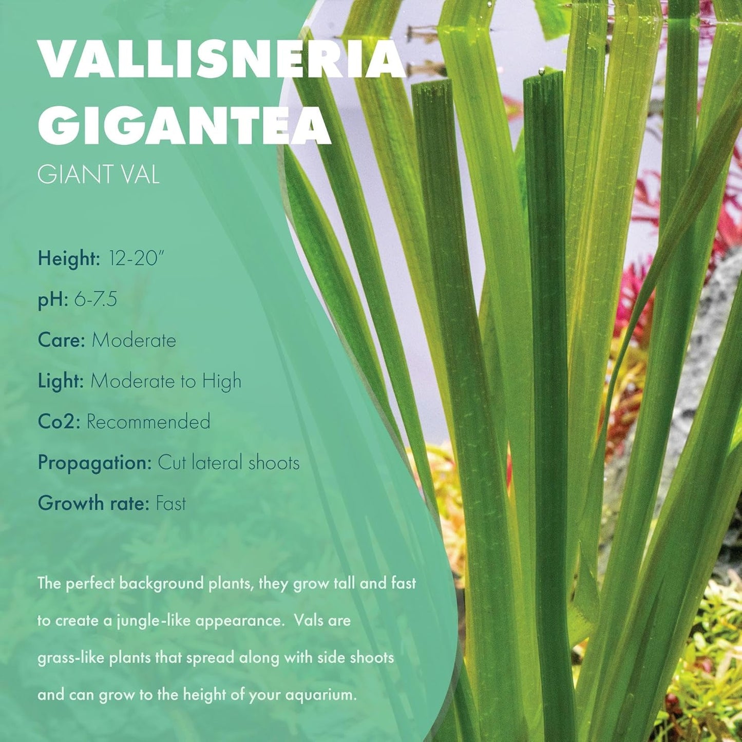 SubstrateSource Live Plant - Tall Grass, Vallisneria Gigantea - Easy Care, Moderate to High Light, Bright Green Accent, Freshwater Aquatic Plant for Aquascaping - Lead Bunch