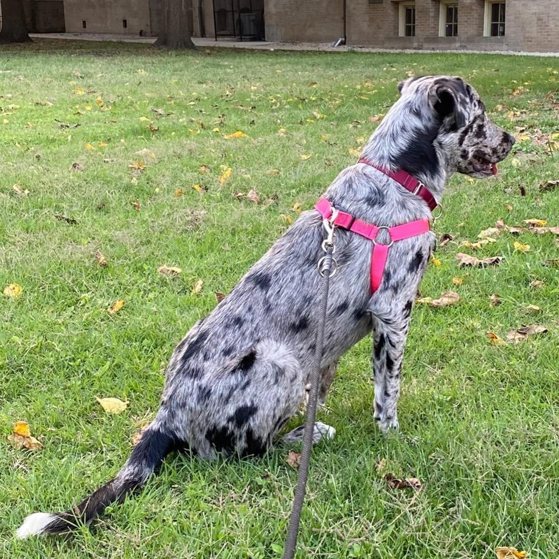 PUPTECK No Pull Dog Harness Soft Adjustable Basic Nylon Step in Puppy Vest Outdoor Walking with ID Tag Medium DeepPink