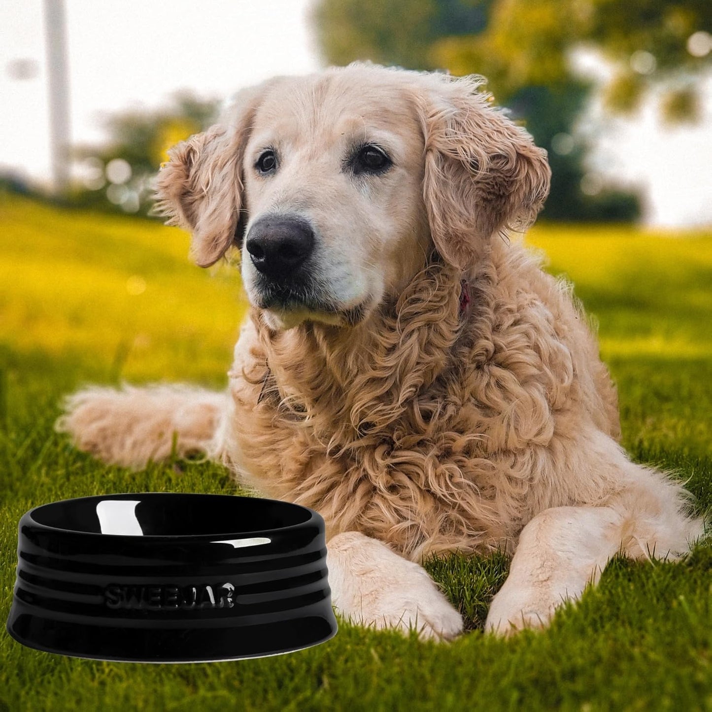 Sweejar Gradient Dog Bowl, Ceramic Dog Food Dish for Puppy and Kitten, Porcelain Pet Bowl for Food and Water 8 oz (Black)