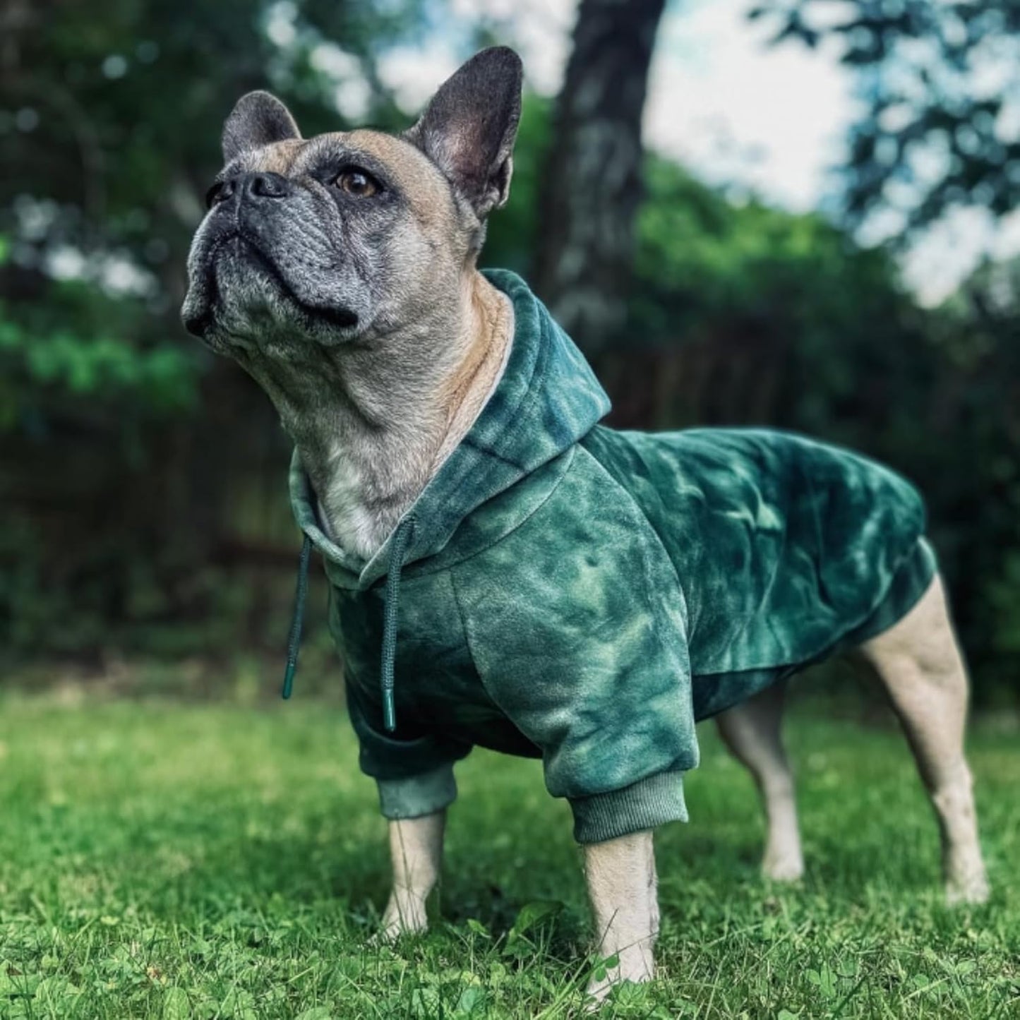 Spark Paws Dog Hoodie – Premium Dog Sweater for Small, Medium, and Large Dogs | Warm Outfits for French Bulldogs, Pitbull, Puppy, Winter Jacket Alternative - Green Skydye, L