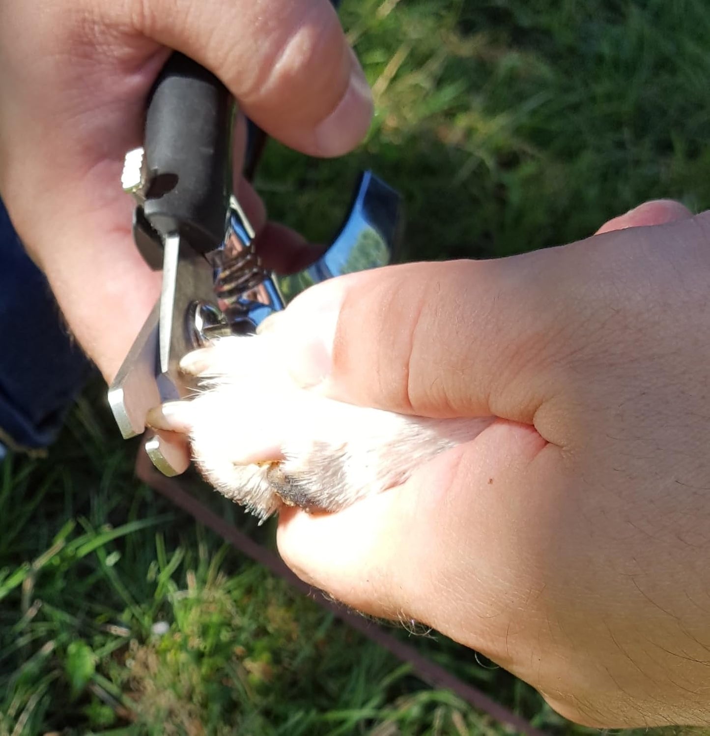 Resco Dog Nail Clippers with SuperCut Technology